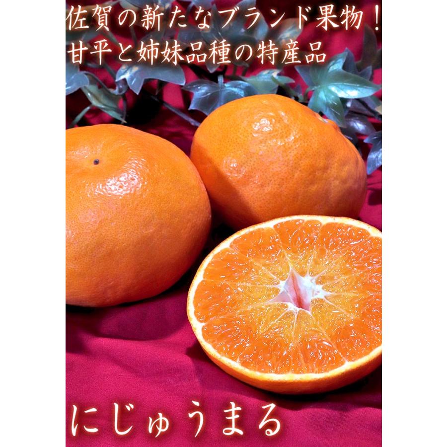 にじゅうまる 大玉限定 5〜7玉 2〜4Lサイズ 佐賀県産 贈答規格 甘平と