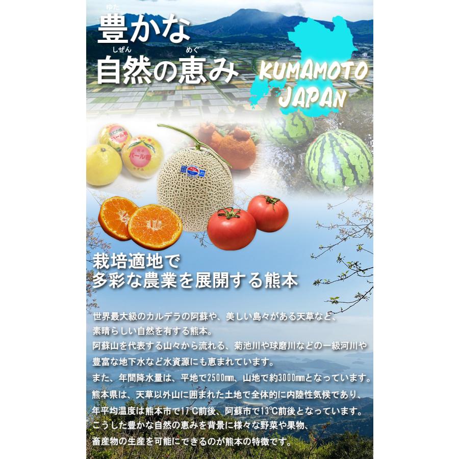 河内晩柑 かわちばんかん 約5kg 熊本県産 訳あり品 豊富な果汁と上品な
