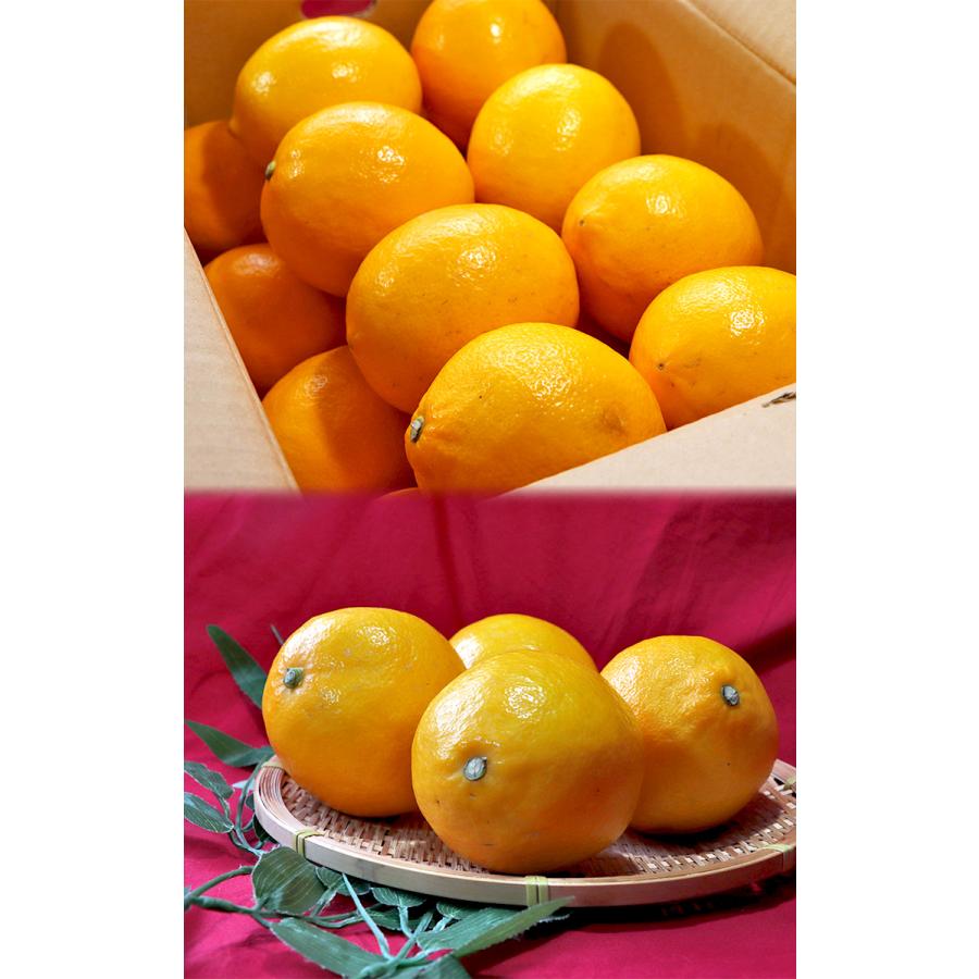 特大マイヤーレモン 約5kg 国産レモン 宮崎産 巨大な7Lサイズの