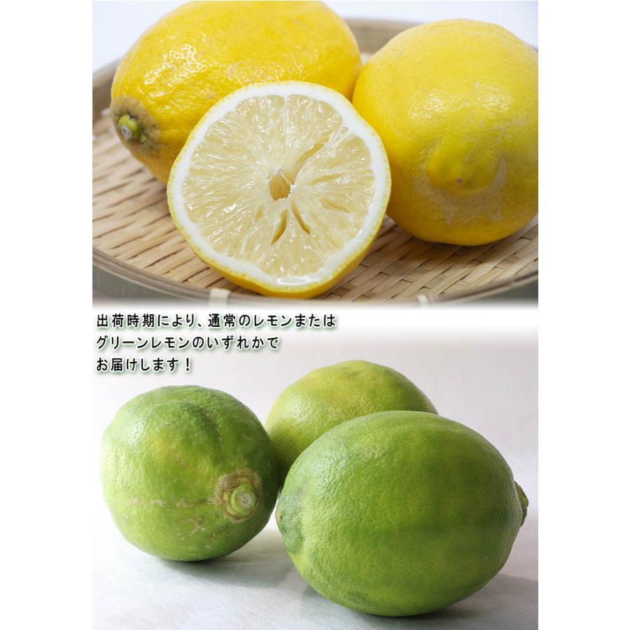 国産レモン 璃の香 約2.5kg L〜3Lサイズ 大玉 高知県産 新品種の