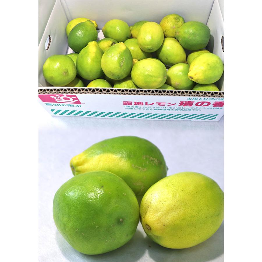 国産レモン 璃の香 約2.5kg L〜3Lサイズ 大玉 高知県産 新品種の