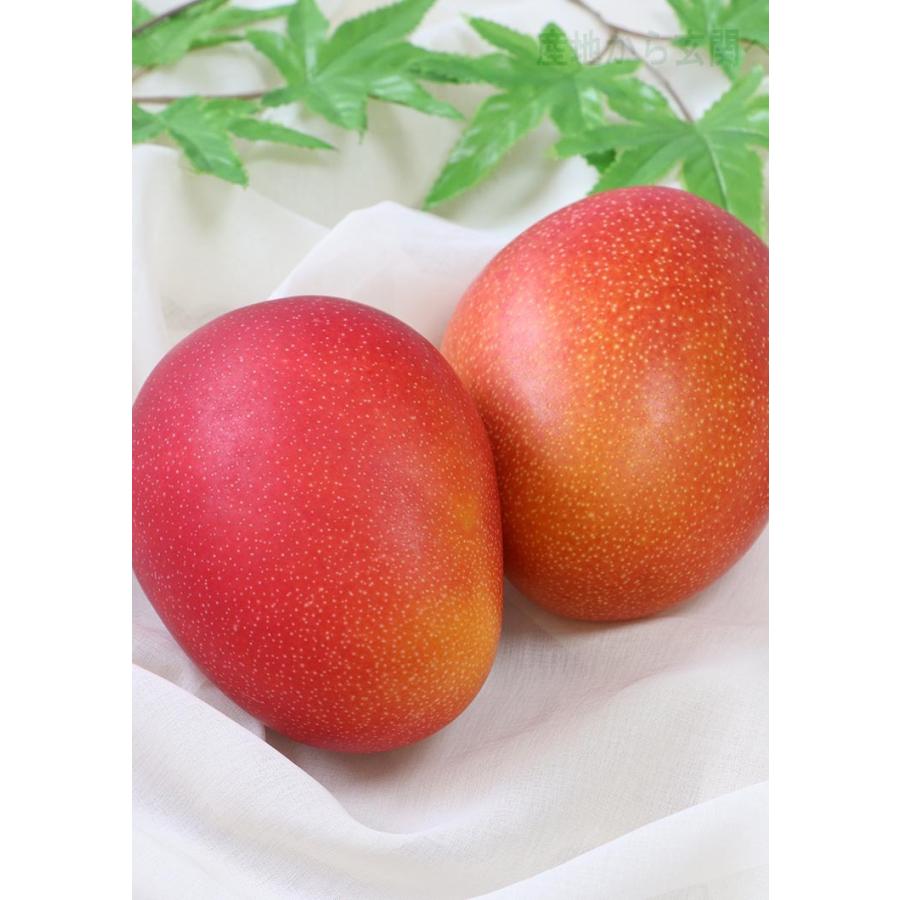 完熟マンゴー 1玉入り L 3lサイズ 佐賀県産 贈答規格 抜群の味と甘さの高級フルーツ 内祝い 温室栽培