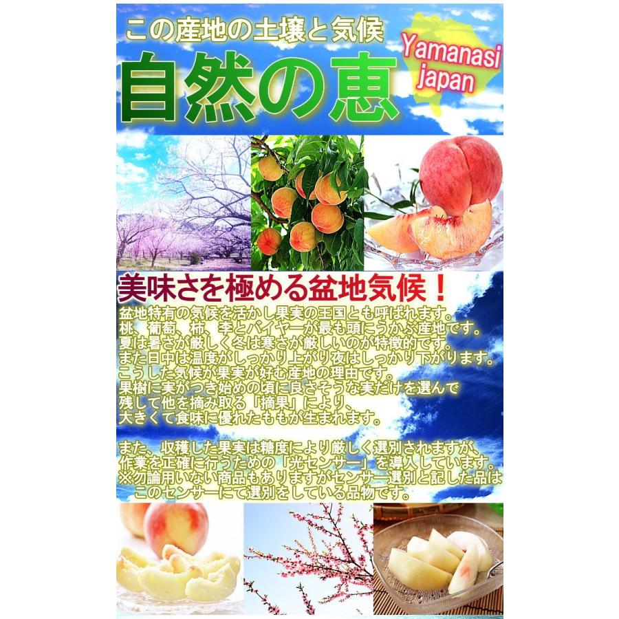 春日居の桃 山梨県産 5kg 12〜20玉前後 モモ 白桃 白鳳 もも 日河白鳳 加野岩白桃 浅間白桃 水密白桃 川中島白桃 なつっこ あかつき 品種リレーの画像