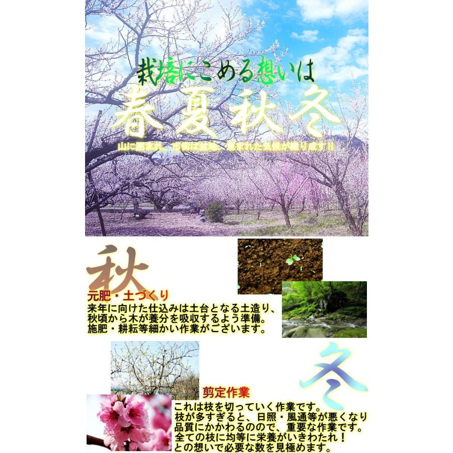 春日居の桃 山梨県産 5kg 12〜20玉前後 モモ 白桃 白鳳 もも 日河白鳳 加野岩白桃 浅間白桃 水密白桃 川中島白桃 なつっこ あかつき 品種リレーの画像
