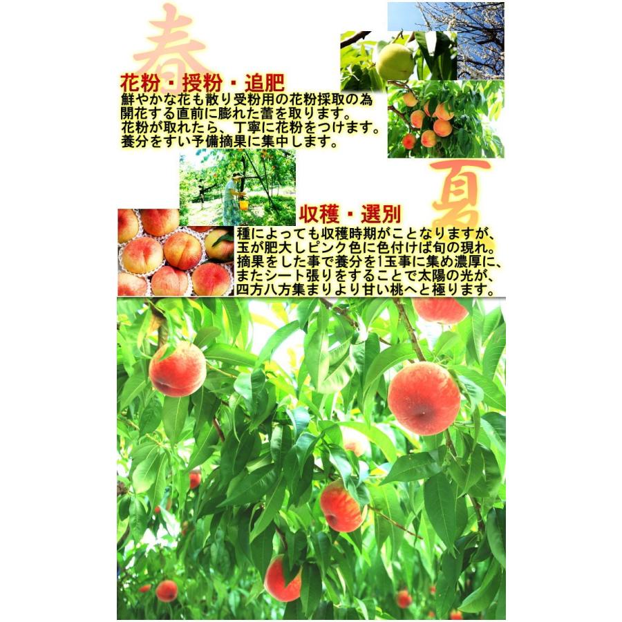 春日居の桃 山梨県産 5kg 12〜20玉前後 モモ 白桃 白鳳 もも 日河白鳳 加野岩白桃 浅間白桃 水密白桃 川中島白桃 なつっこ あかつき 品種リレーの画像