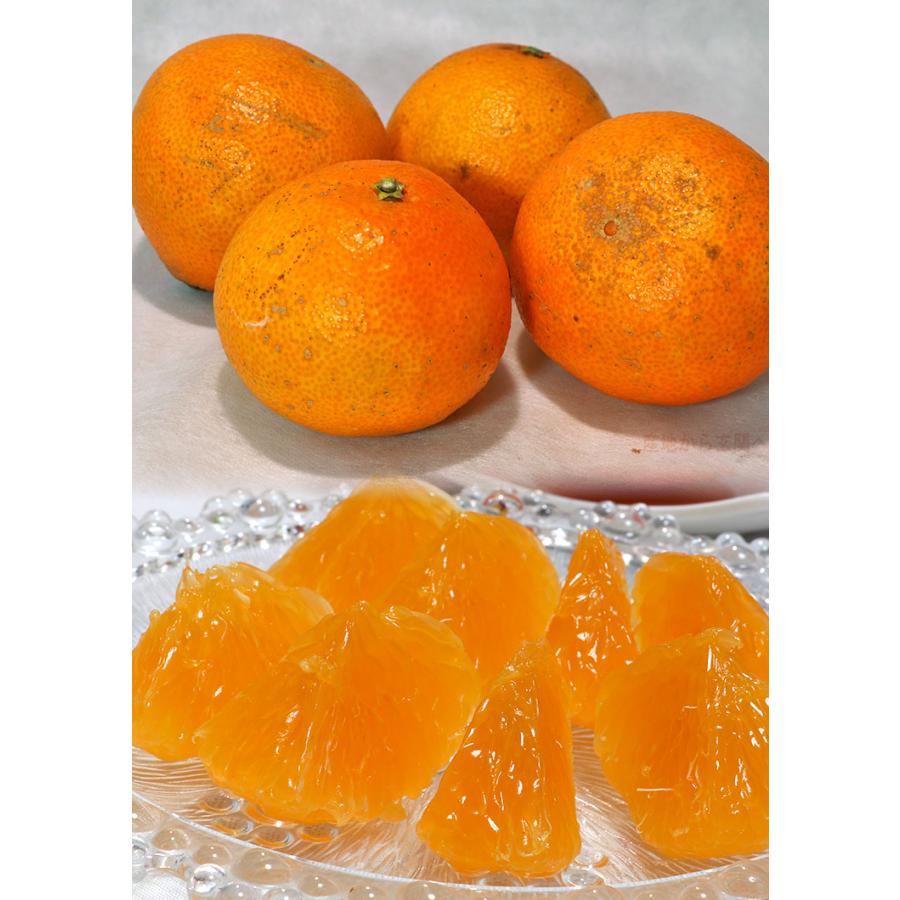 紅まどんな 約1.5〜2kg 8〜14玉 愛媛県産 化粧箱入り 愛媛オリジナルの