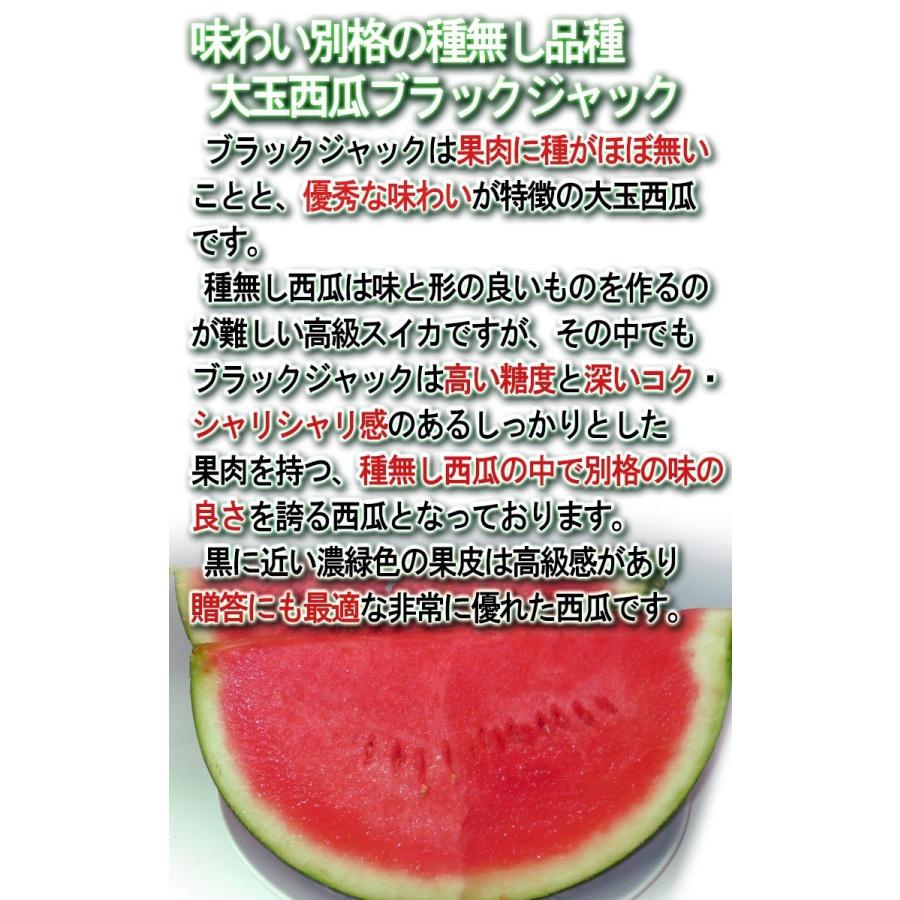 ブラックジャック 種無し西瓜 1玉 特大限定 約9〜11kg 千葉県産 贈答