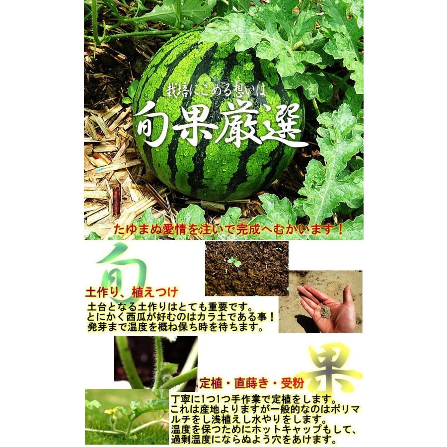 厳選大玉スイカ 約7〜9kg 1玉入り 訳あり品 千葉県産 大玉〜特大サイズ