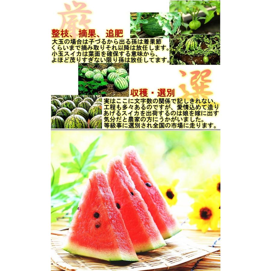 厳選大玉スイカ 約7〜9kg 1玉入り 訳あり品 千葉県産 大玉〜特大サイズ