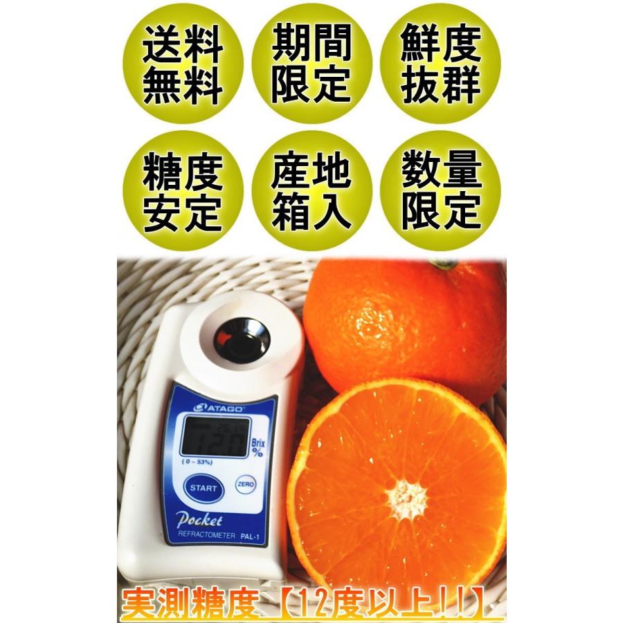 産地直送 天草オレンジ みかん あまくさ 5kg 愛媛県産 贈答規格 果汁