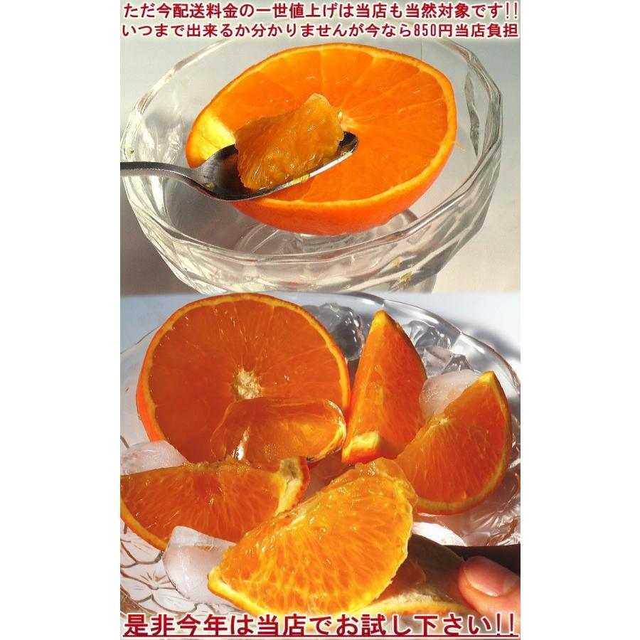 産地直送 みかん 天草オレンジ あまくさ 5kg 愛媛県産 訳あり品 果汁