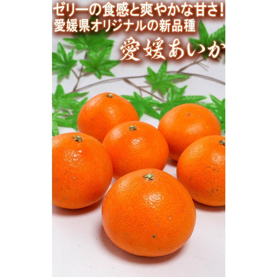 愛媛あいか 約5kg 14〜24玉入り 愛媛県産 贈答規格 個人農家産 紅ま