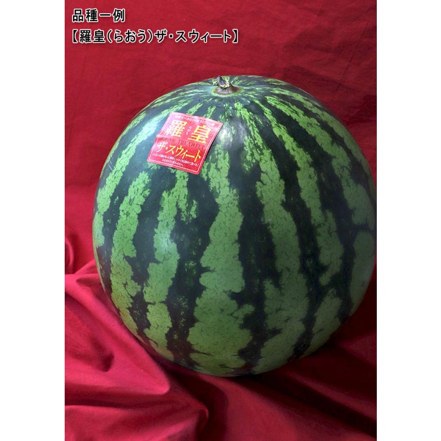 羅皇 らおう 完熟スイカ 約8〜10kg 4Lサイズ中心 1玉入り 熊本県産