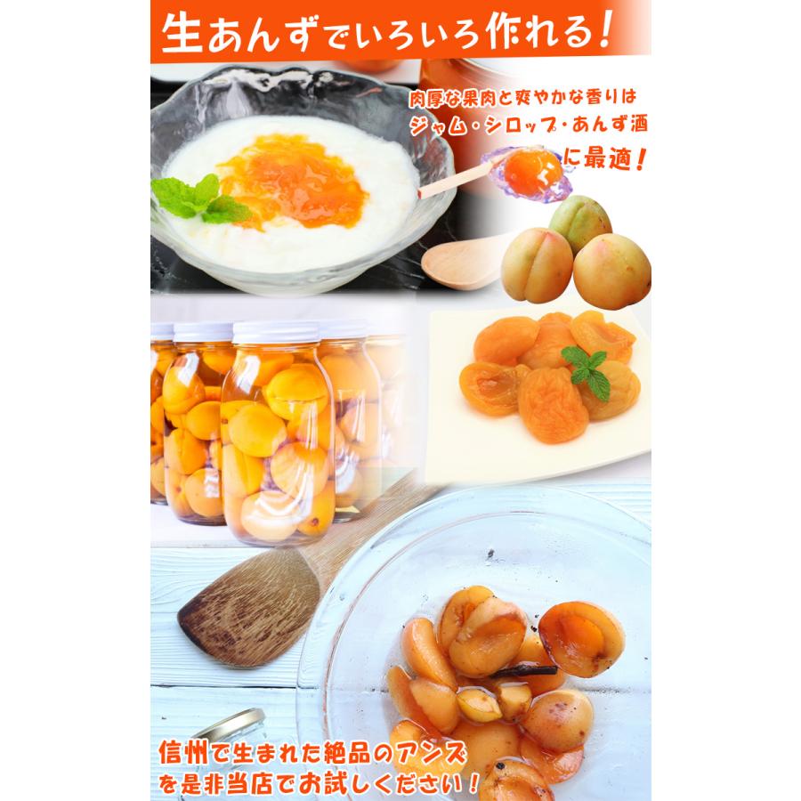 生あんず 杏 約500g×4パック M〜2Lサイズ 長野県産 JA共撰品 ジャム
