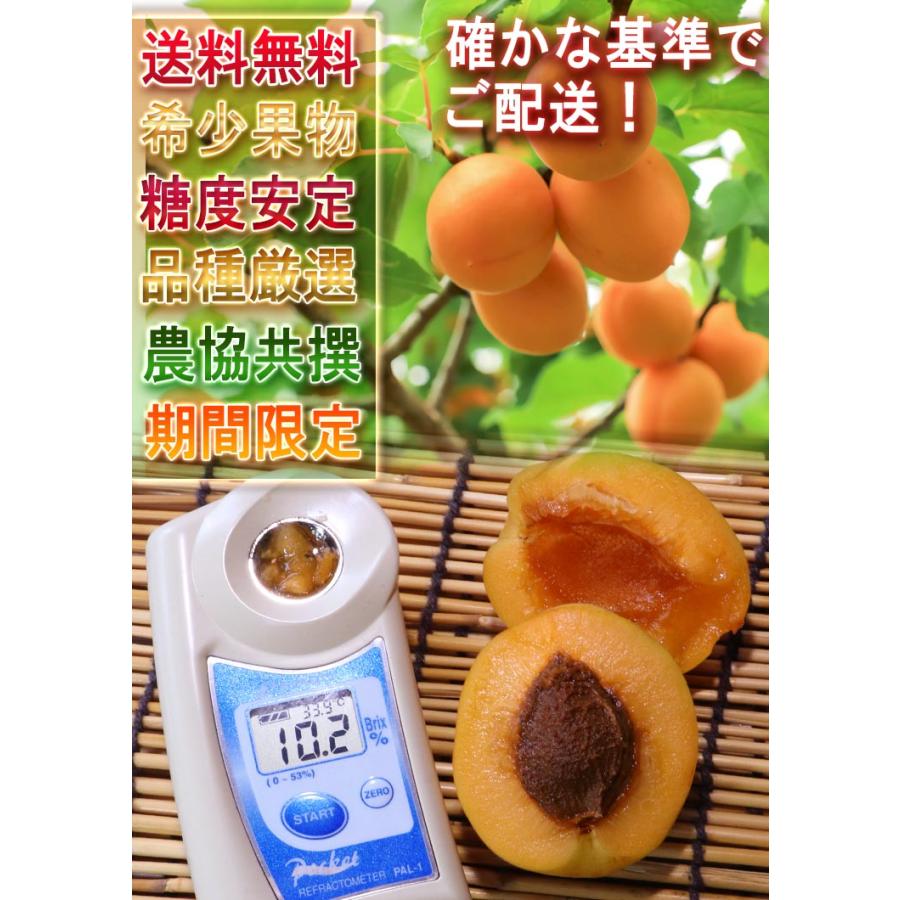生あんず 杏 約500g×4パック M〜2Lサイズ 長野県産 JA共撰品 ジャム