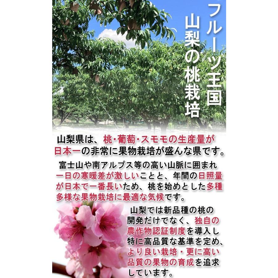 皇寿 こうじゅ 約1.8kg 6〜8玉 極上プラム 化粧箱入り 山梨県産 贈答品