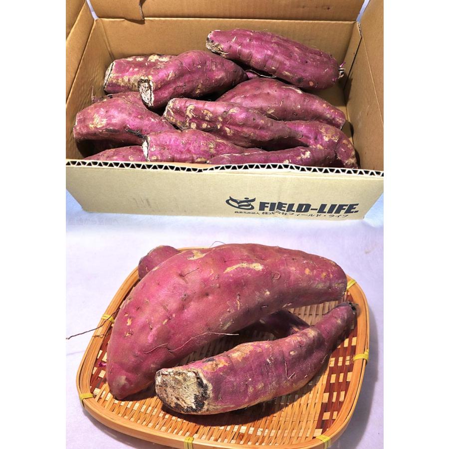 紅はるか 加工用さつまいも 約10kg 千葉県・茨城県産 訳あり品 見た目