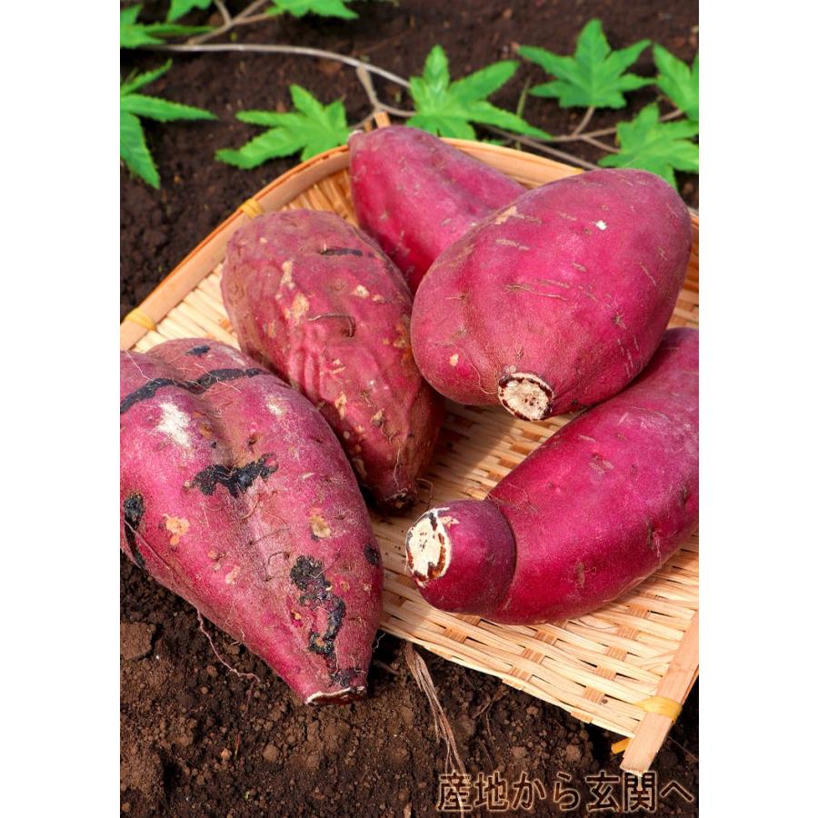 紅はるか さつまいも 約10kg 千葉県・茨城県産 訳あり品 濃厚な 紅はるか さつまいも 約10kg 千葉県・茨城県産 訳あり品 濃厚な