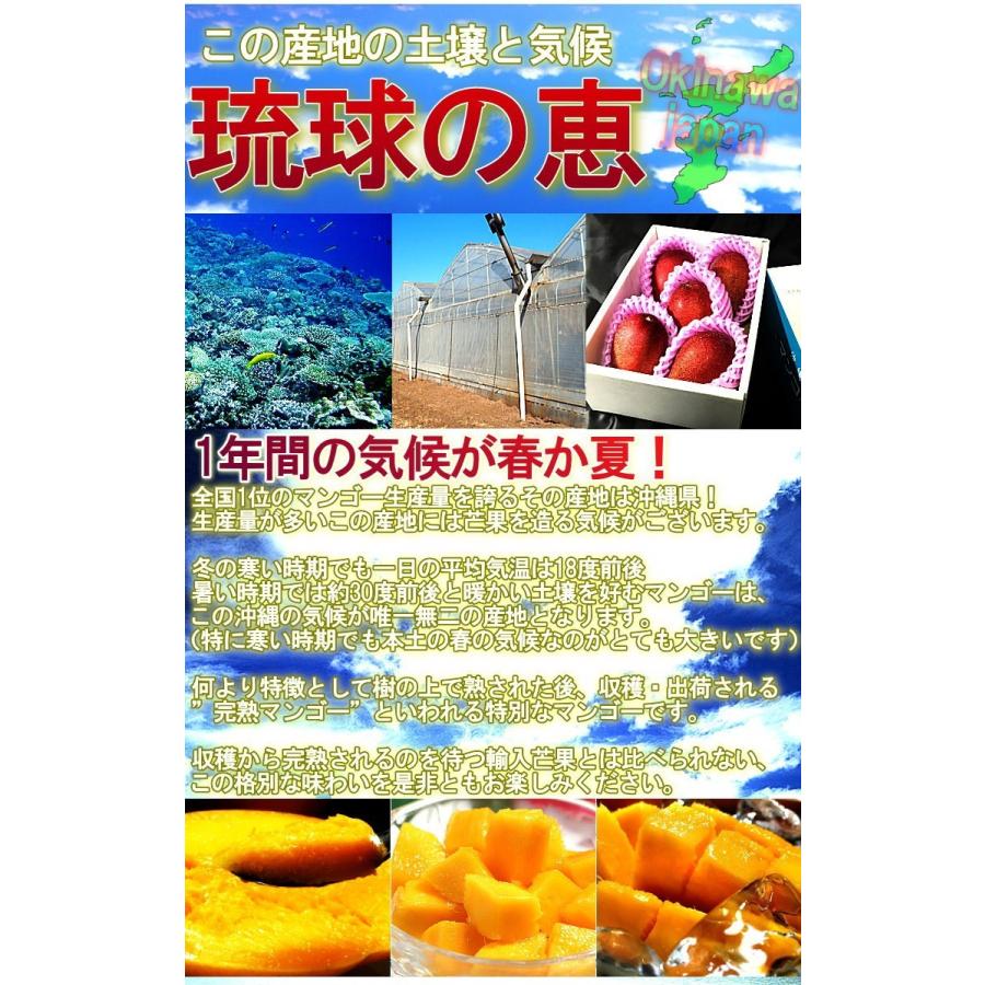 産地直送 宮古島マンゴー 沖縄産 約2kg 4〜8玉 訳あり品 産地箱入り 家庭用 生産量日本一の宮古島が誇るアップルマンゴー！｜wamers｜02