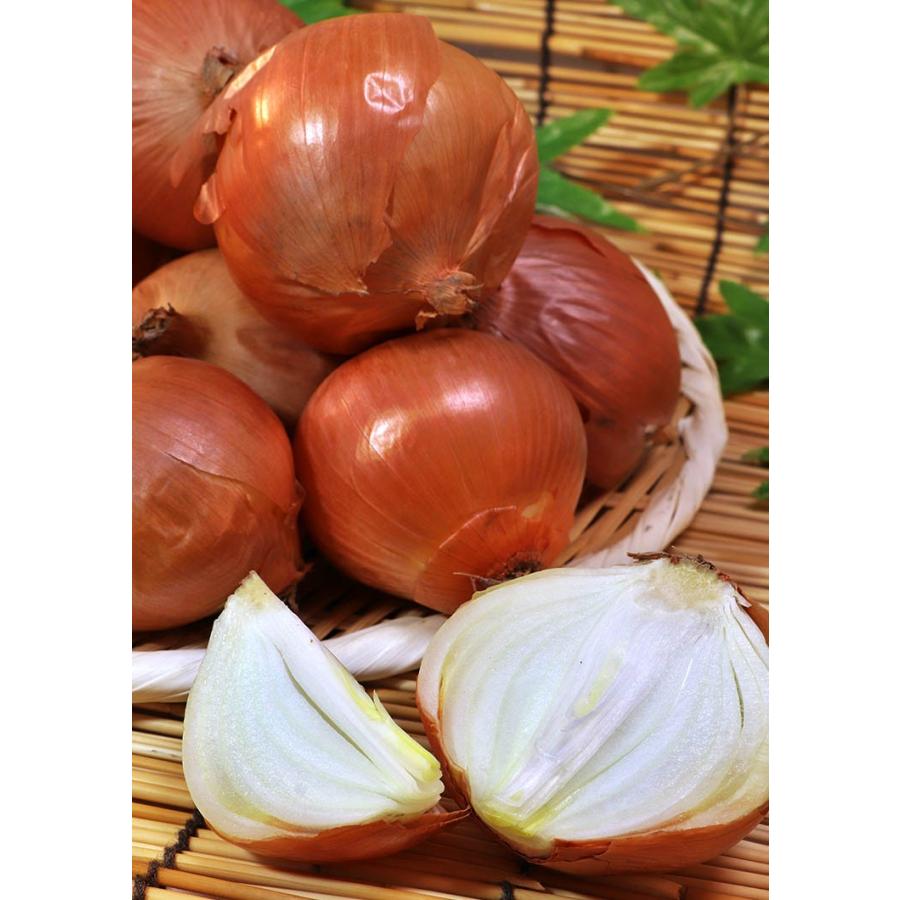 たまねぎ 北海道産北見 岩見 大玉 M 2l大サイズ 玉ねぎ 送料無料 Premium 話題のたまねぎf1 お徳用 大量買い kg たまねぎ 玉葱 タマネギ 676 産地から玄関へ 通販 Yahoo ショッピング