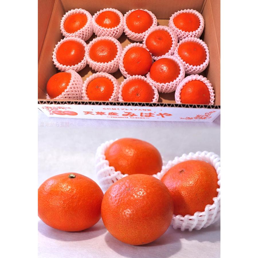 みはやオレンジ 天草産厳選 約2kg 12〜16玉 熊本県産 贈答規格 艶の
