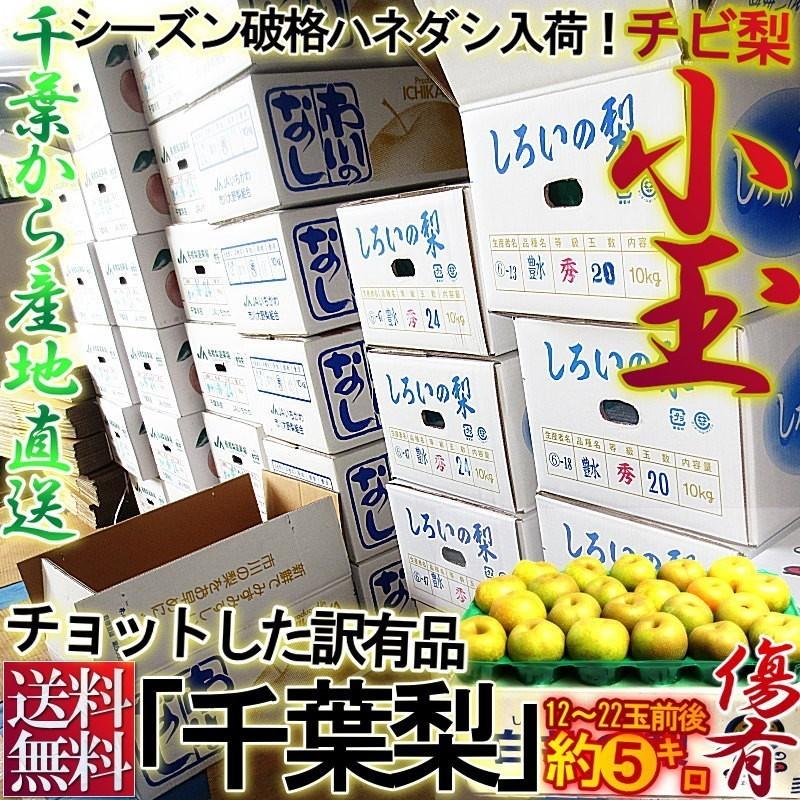 小玉 梨 千葉 約5kg 12〜22玉前後 訳あり品 幸水・豊水・あきづき