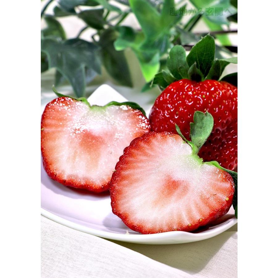 とちあいか いちご 約280g×2パック 栃木県産 贈答規格 JA共撰品 とちあいか いちご 約280g×2パック 栃木県産 贈答規格 JA共撰品