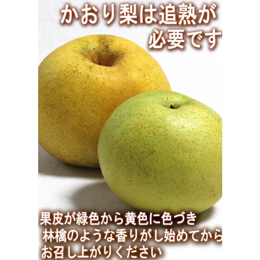 かおり梨 約5kg 10〜16玉 中玉サイズ 秀品〜優品 千葉県産 贈答可能