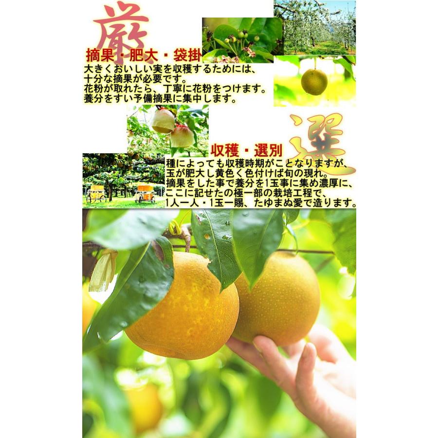 かおり梨 約5kg 5〜10玉 大玉サイズ 秀品〜優品 千葉県産 贈答可能