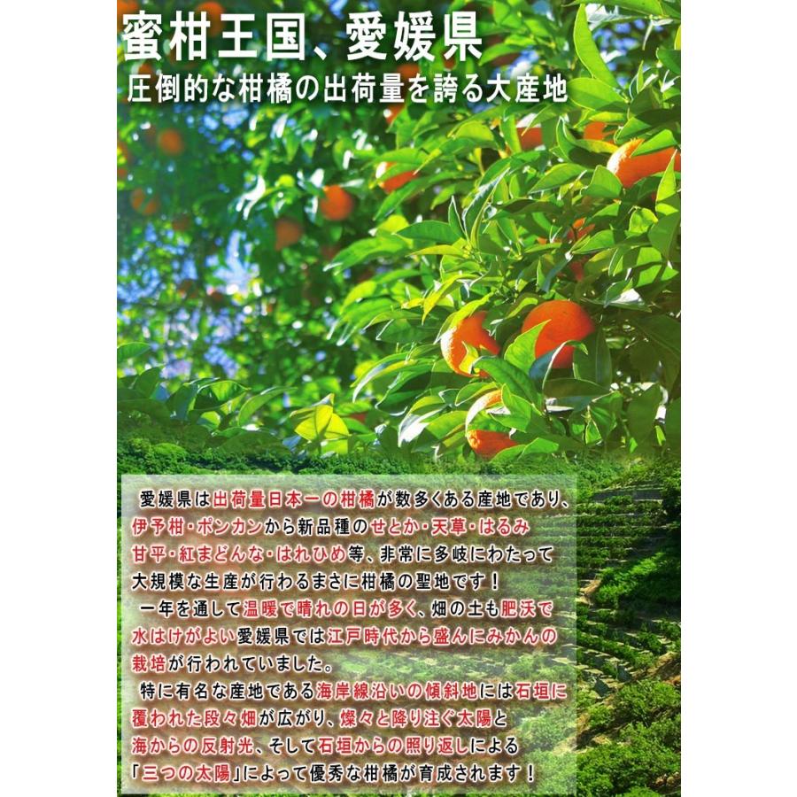 産地直送 せとか 約5kg M〜4Lサイズ 訳あり 愛媛県産 JA共撰品中心 果汁溢れる濃厚な甘さの高級フルーツ！お得な家庭用みかん｜wamers｜03