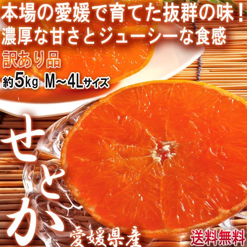 せとか 約5kg M〜4Lサイズ 訳あり 愛媛県産 果汁溢れる濃厚な甘 せとか 約5kg M〜4Lサイズ 訳あり 愛媛県産 果汁溢れる濃厚な甘