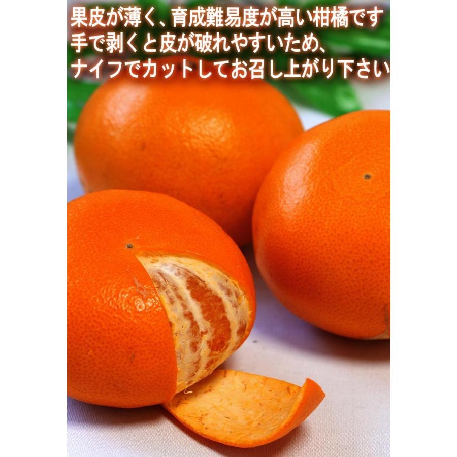 せとか 約5kg M〜4Lサイズ 贈答規格 愛媛県産 甘みと果汁豊かな高級