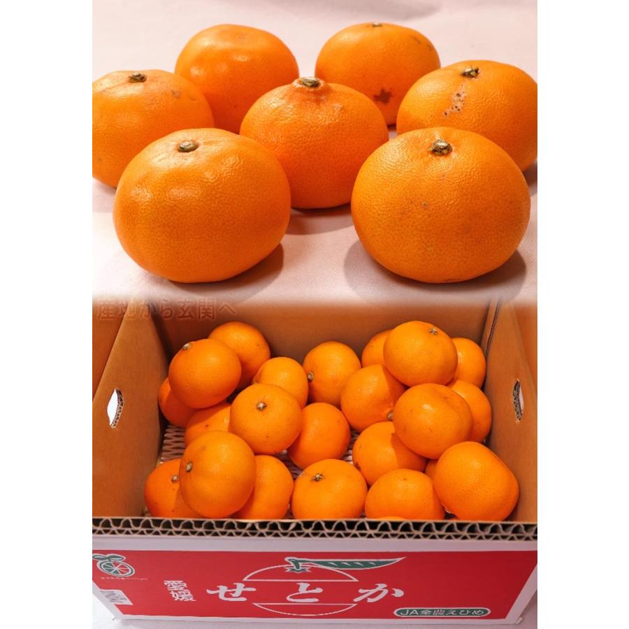 せとか 約5kg M〜4Lサイズ 贈答規格 愛媛県産 甘みと果汁豊かな高級