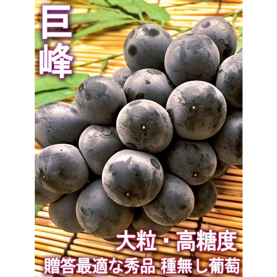 巨峰 大粒ぶどう 約1.5kg 2〜3房入り 山梨県・長野県産 贈答規格 本場