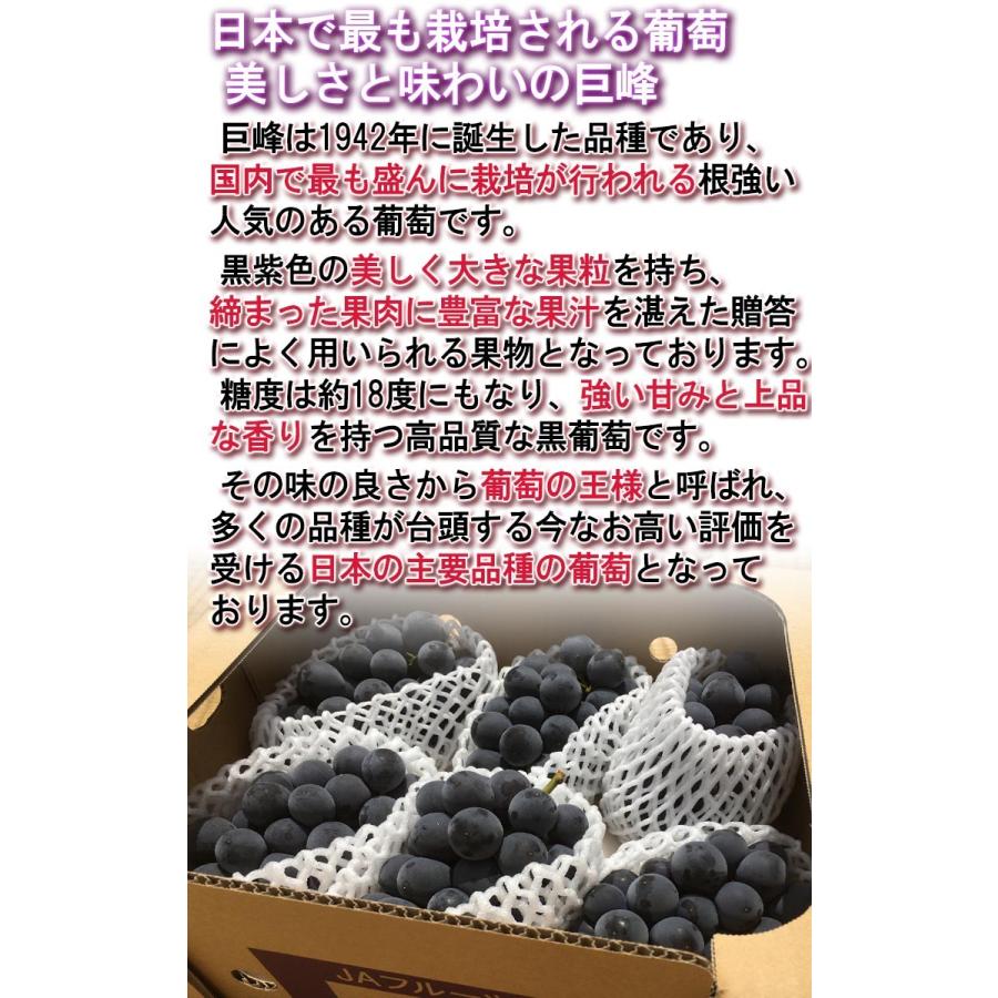 巨峰 大粒ぶどう 約1.5kg 2〜3房入り 山梨県・長野県産 贈答規格 本場