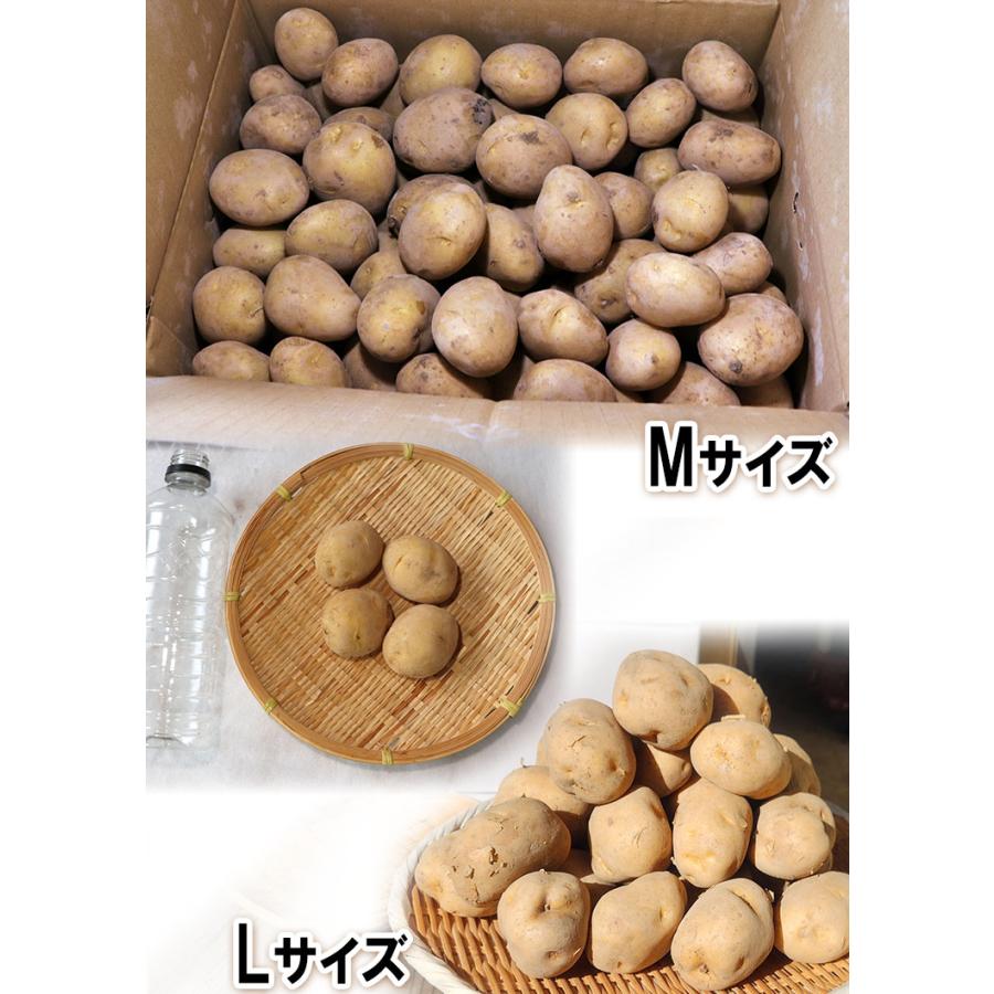 じゃがいも 男爵・とうや中心 約10kg M〜3Lサイズ 千葉・茨城産等 大