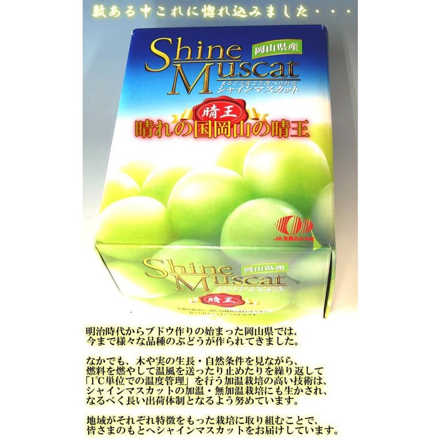 晴王 はれおう シャインマスカット 白葡萄 岡山県産 贈答規格・化粧