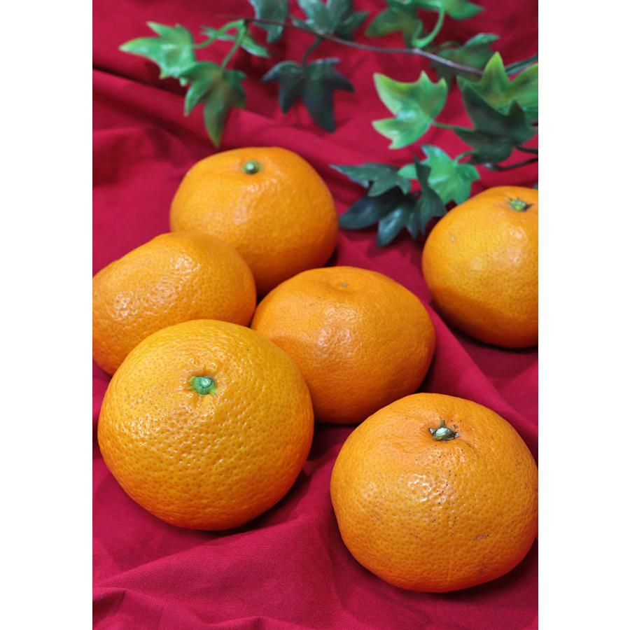 美柑王 みかんおう 高糖度ミカン 約5kg S〜Lサイズ 贈答規格 愛ある