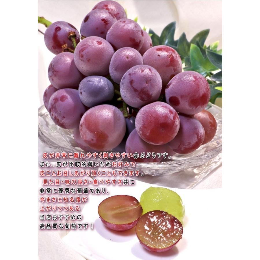 山梨県産 クイーンニーナ 一房700g以上 大粒 大房 最高 山梨県産