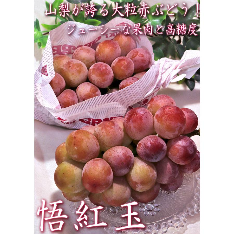 悟紅玉（旧ゴルビー）赤葡萄 約800g〜1kg 2房入り 贈答規格 山梨県産