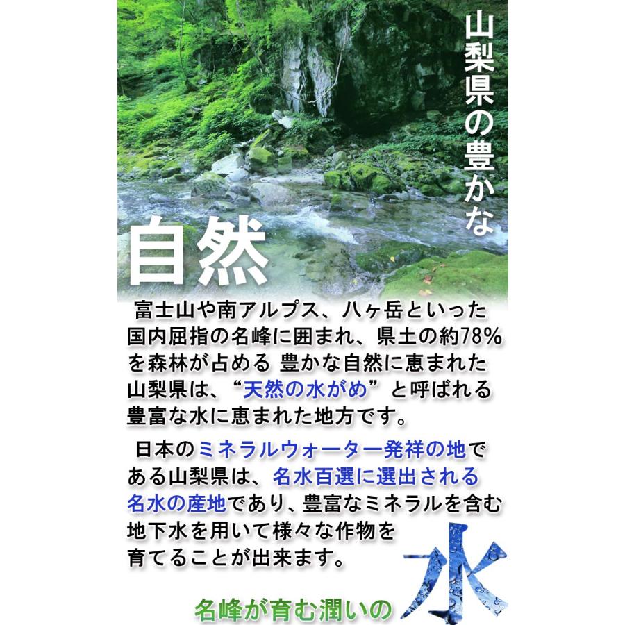悟紅玉（旧ゴルビー）赤葡萄 約800g〜1kg 2房入り 贈答規格 山梨県産