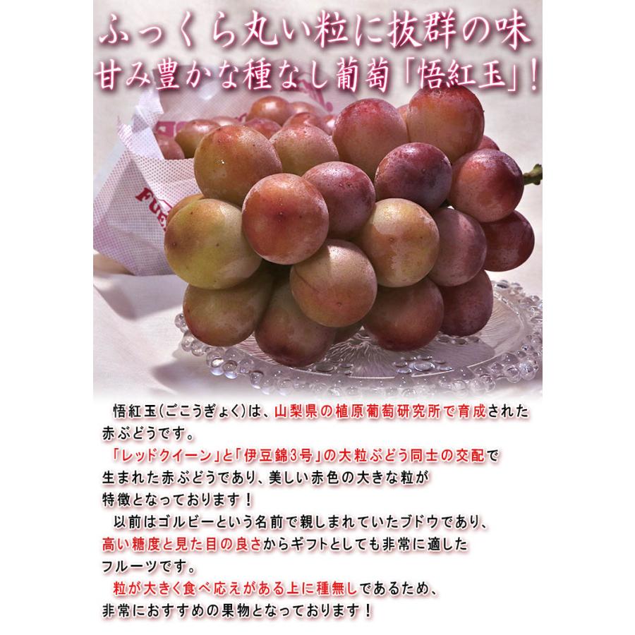 悟紅玉（旧ゴルビー）赤葡萄 約800g〜1kg 2房入り 贈答規格 山梨県産