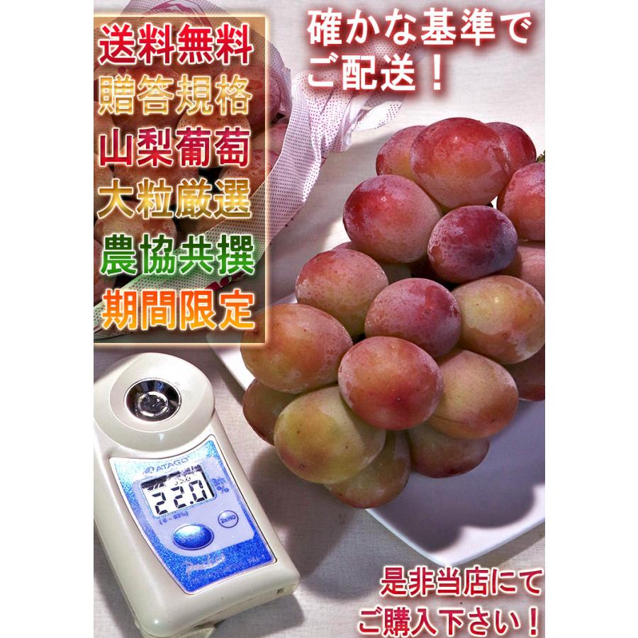 悟紅玉（旧ゴルビー）赤葡萄 約800g〜1kg 2房入り 贈答規格 山梨県産