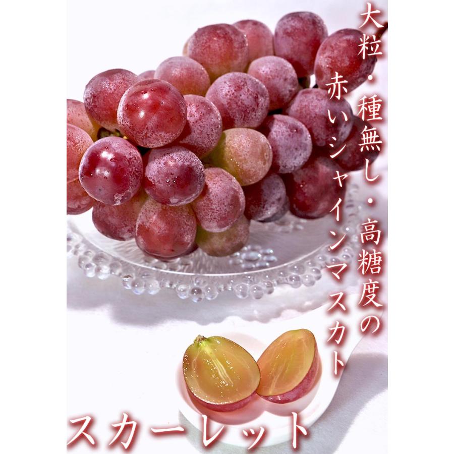 スカーレット 赤葡萄 約1〜1.2kg 2房 山梨県産 贈答規格 シャイン