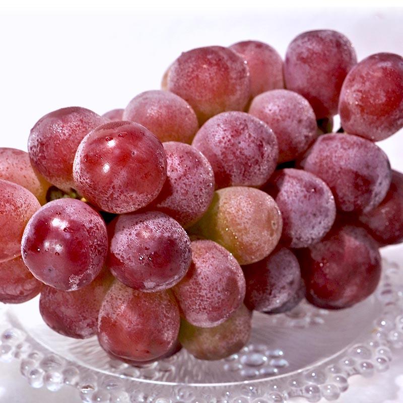 スカーレット 赤葡萄 約1.2kg 2〜3房 山梨県産 贈答規格 シャイン