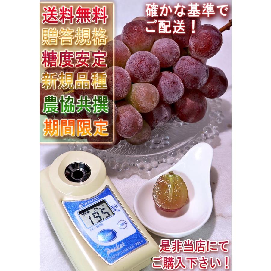 スカーレット 赤葡萄 約1.2kg 2〜3房 山梨県産 贈答規格 シャイン