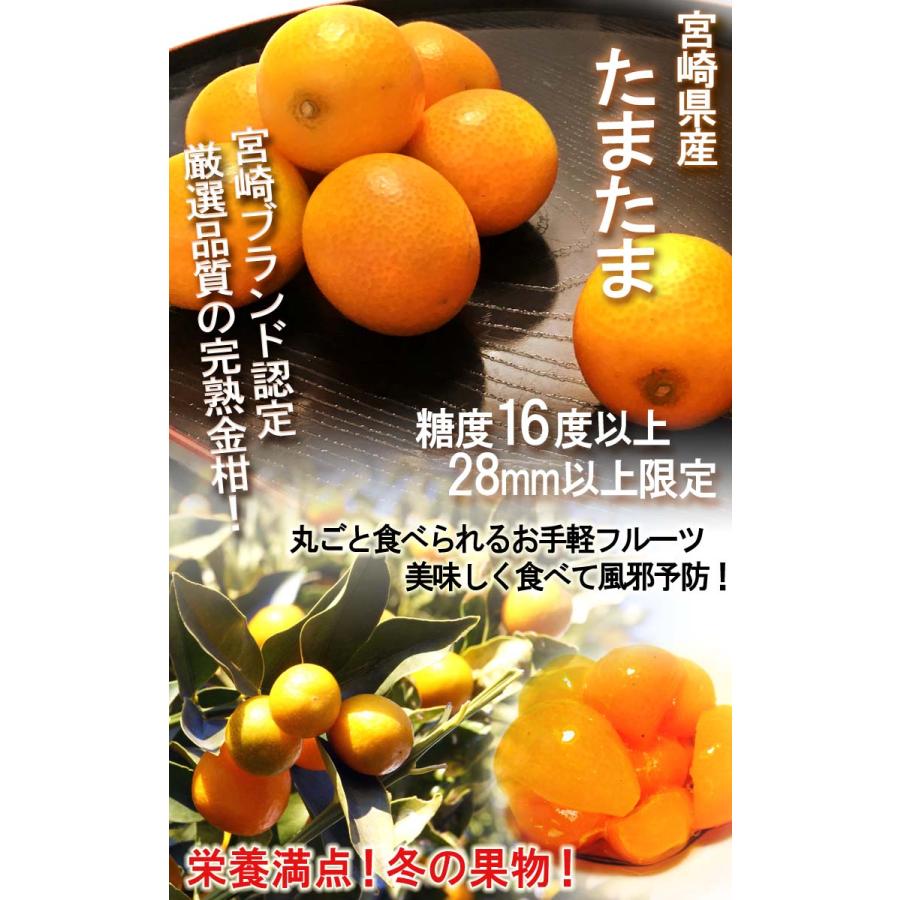 たまたま 大粒 完熟きんかん 約3kg 2〜3Lサイズ 宮崎県産 JA共撰品