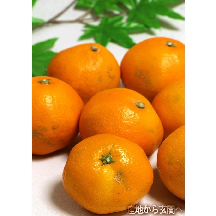 小玉サイズ限定！】 樹熟有田みかん 約5kg 3S〜Mサイズ 和歌山県産 葵