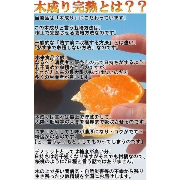 樹成り完熟 有田みかん 宮喜園限定 約10kg 和歌山県産 訳あり品 農園