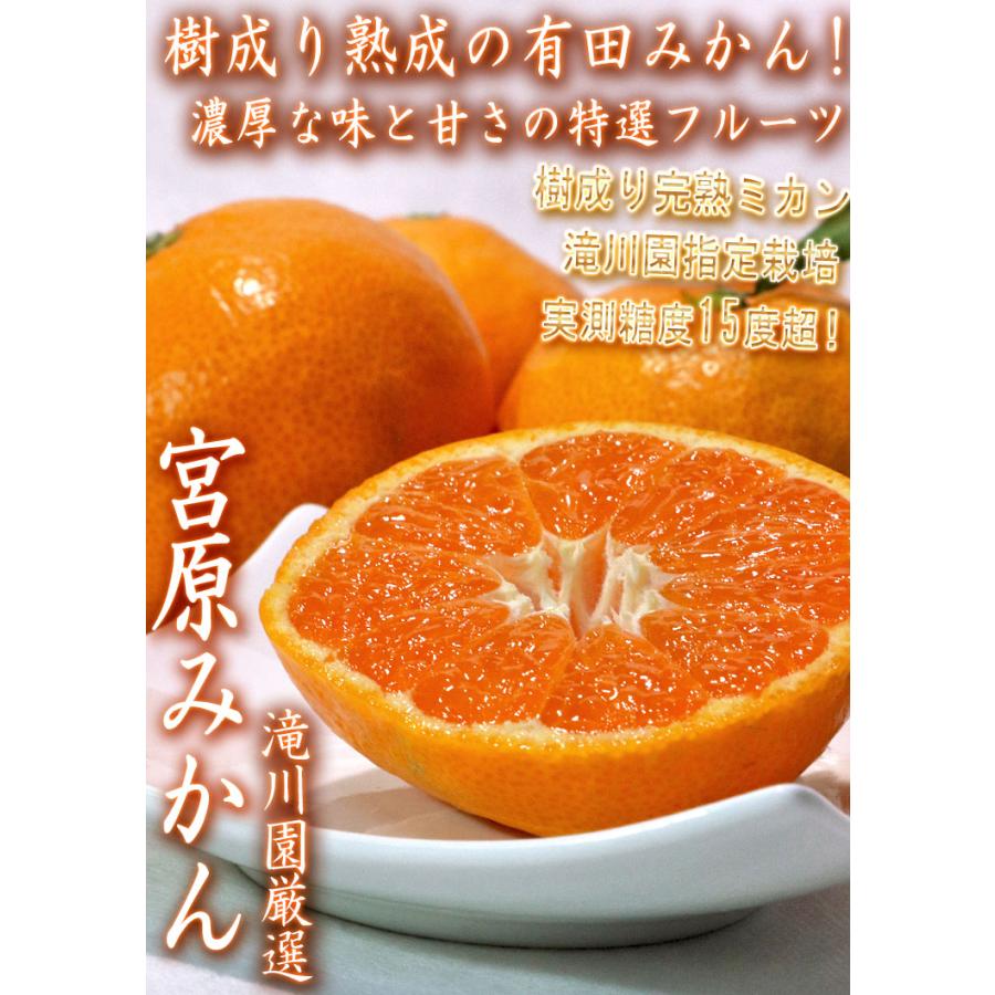 宮原みかん 樹成り完熟有田ミカン 滝川園限定 約5kg S〜2Lサイズ 贈答
